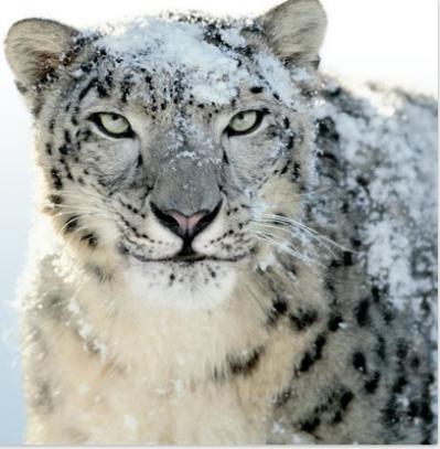 The snow leopard is a
